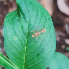 Myrmaplata plataleoides