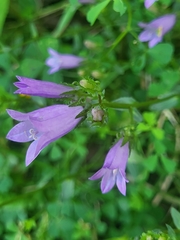 Campanula