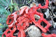 Clathrus crispatus