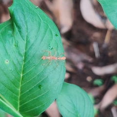 Myrmaplata plataleoides