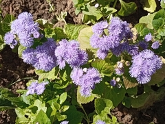 Conoclinium coelestinum