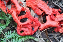 Clathrus crispatus