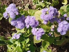 Conoclinium coelestinum