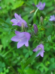 Campanula