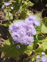 Conoclinium coelestinum