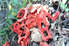 Clathrus crispatus