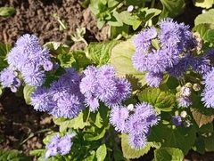 Conoclinium coelestinum