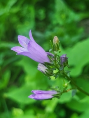 Campanula