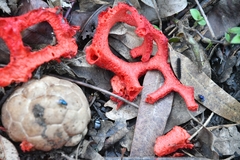Clathrus crispatus