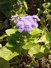 Conoclinium coelestinum