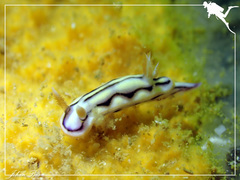 Hypselodoris jacksoni