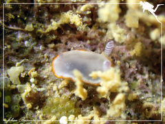 Goniobranchus verrieri