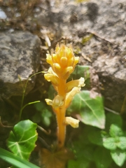 Orobanche hederae