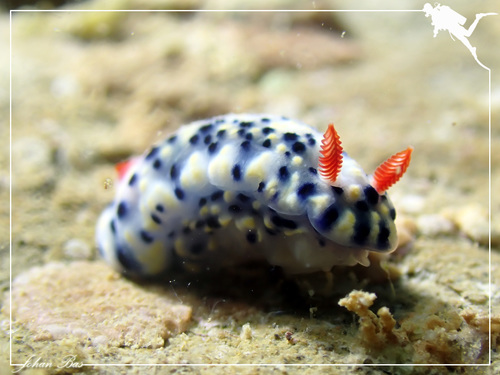 Painted Hypselodoris