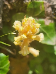 Orobanche hederae
