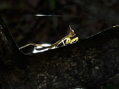 Photinaidae