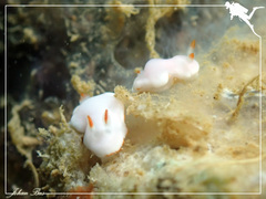 Verconia simplex