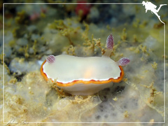 Goniobranchus rubrocornutus