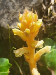 Orobanche hederae