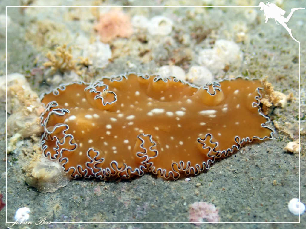 Phrikoceros diadaleos