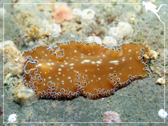 Phrikoceros diadaleos