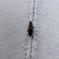 Harmonia axyridis