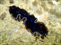 Pseudobiceros hancockanus