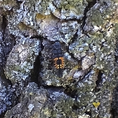Harmonia axyridis