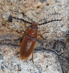 Dascillidae