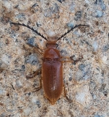 Dascillidae