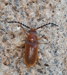 Dascillidae
