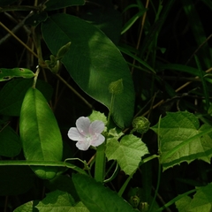 Pavonia zeylanica
