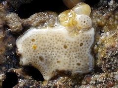 Lissoclinum perforatum