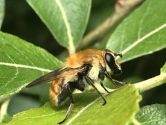Criorhina floccosa