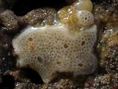 Lissoclinum perforatum