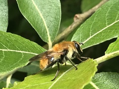 Criorhina floccosa