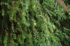 Hypericum geminiflorum