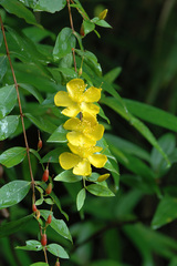 Hypericum geminiflorum