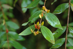 Hypericum geminiflorum