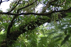 Bulbophyllum macraei