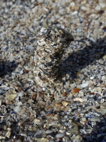 tubeworm