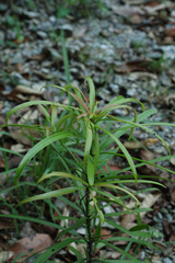 Podocarpus macrophyllus maki