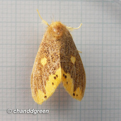 Euproctis quadrangularis