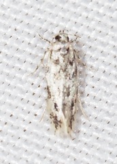 Melanocinclis sparsa