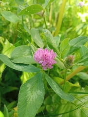 Trifolium pratense