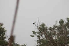 Coracias cyanogaster