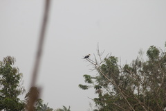 Coracias cyanogaster
