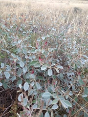 Indigofera monophylla