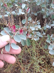 Indigofera monophylla
