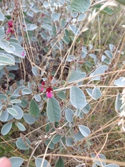 Indigofera monophylla